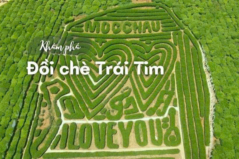 Đồi chè trái tim Mộc Châu - Du lịch Mộc Châu, du lịch Tây Bắc 5N4D Tết